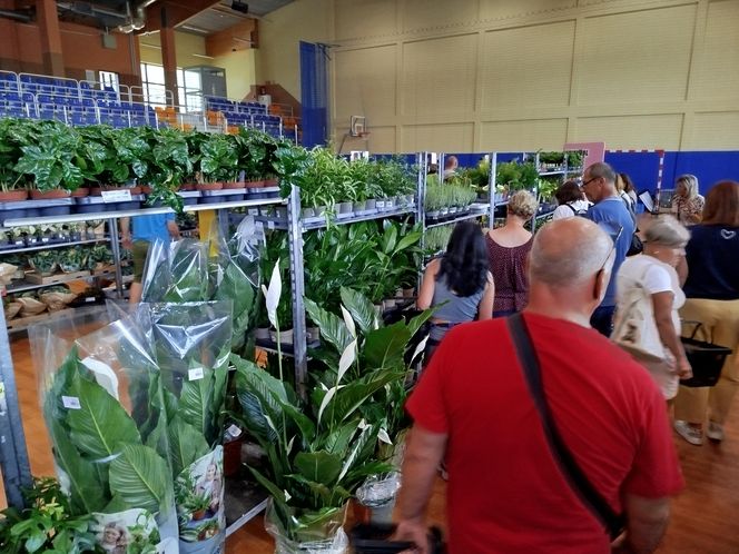 Festiwal Roślin 2025 w Siedlcach