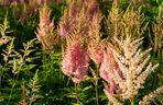 Tawułka japońska - Astilbe japonica
