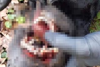 Marian F. zmasakrował labradora. Rozpaczliwe wycie, trzask łamanych kości