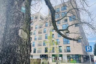 Nova Mikołowska w Katowicach. Kasztanowiec