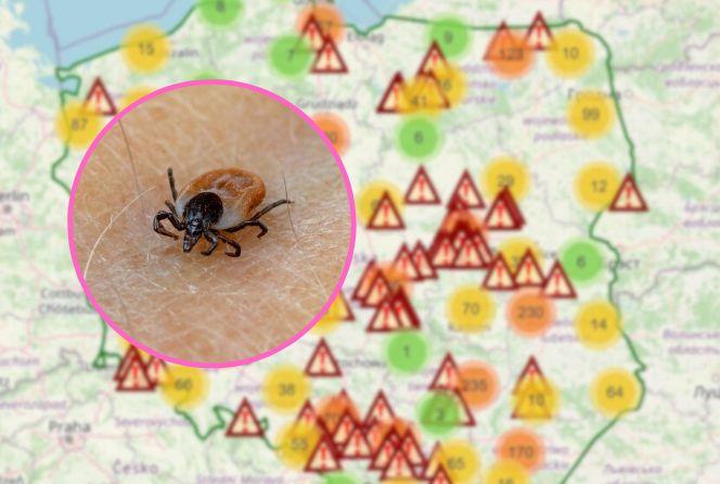 Interaktywna mapa kleszczy. W tych regionach Polski lepiej nie spacerować