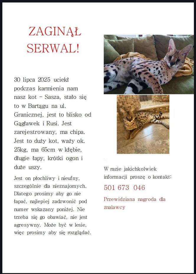 Serwal uciekł właścicielce. Może przebywać w lasach. Dla znalazcy nagroda!