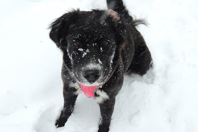 pies na śniegu 