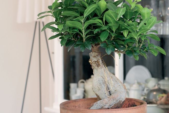 Bonsai Ficus Ginseng