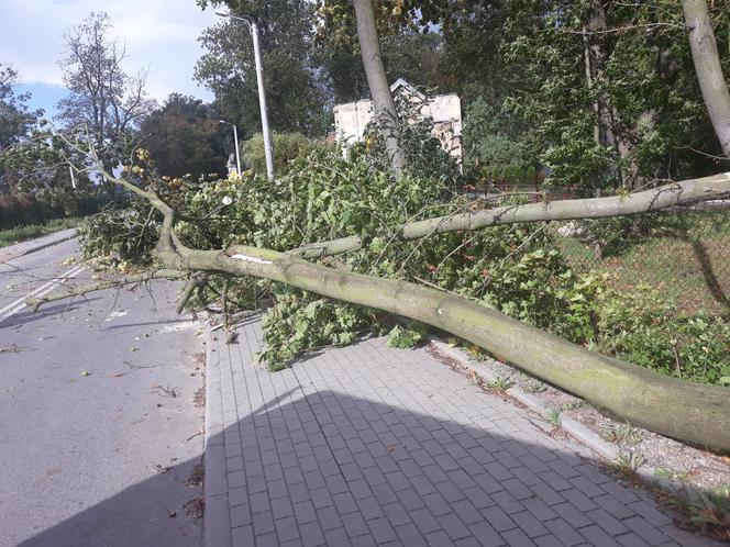 Powiśle. Halny łamał gigantyczne drzewa jak zapałki i przewracał je na samochody!