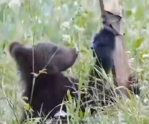 Bieszczadzkie misie lubią technologie