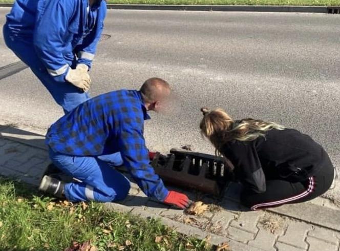 Kotulek uratował kotka