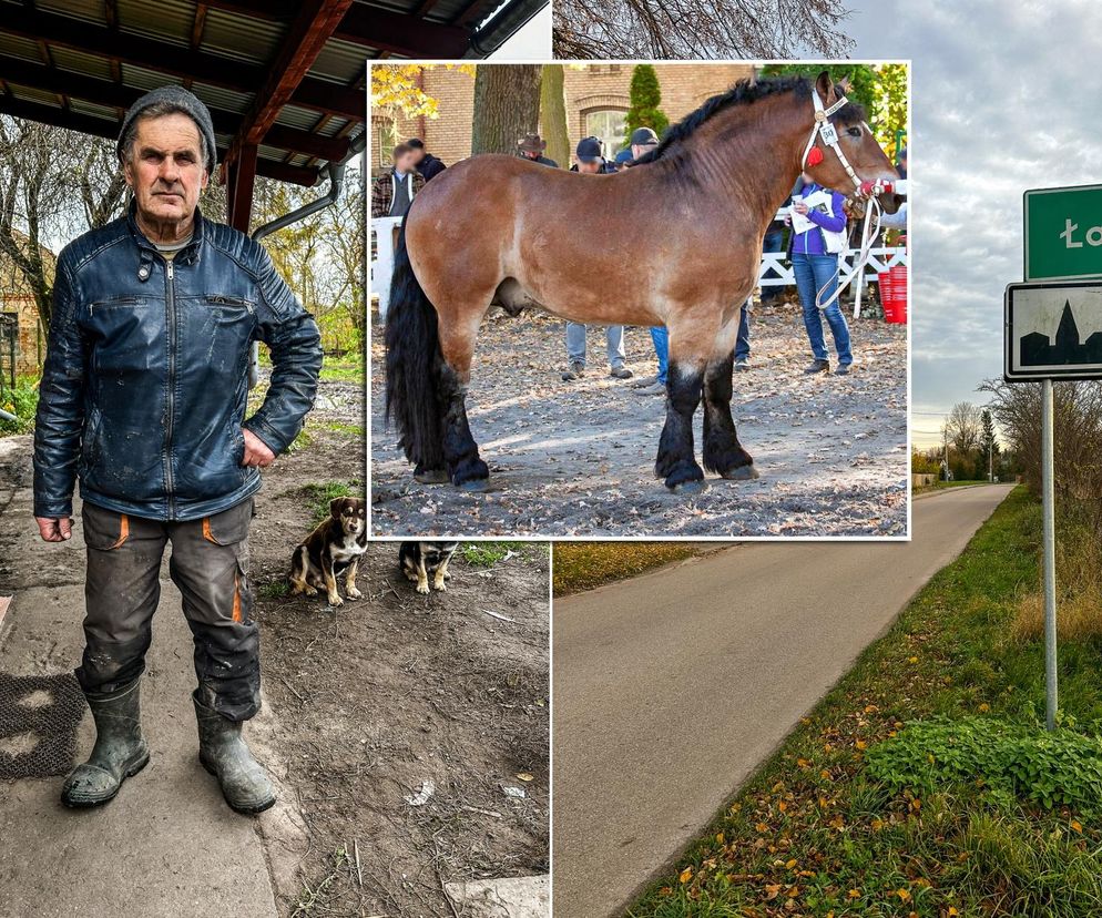 Takt zniknął ze stajni. Właściciel załamany