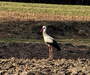 Pierwszy Bocian w Polsce dostał imię Radziwił. 