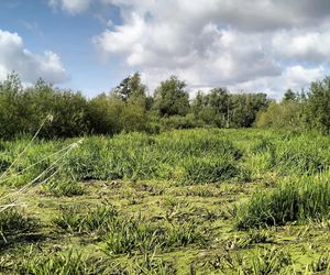 Zły stan wałów na Żuławach. „Są jak gąbka”