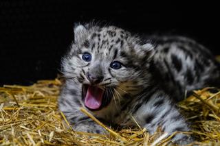 Spójrzcie na te słodkie oczka! Młode pantery śnieżne przyszły na świat w ZOO Wrocław