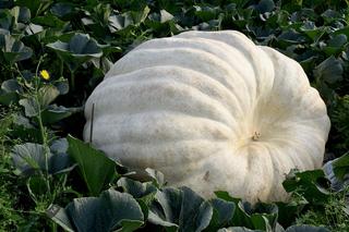  Największa dynia w Polsce