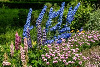 Ostróżka na rabacie 