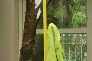 Dziwidło olbrzymie w Warszawie (2025 r.)