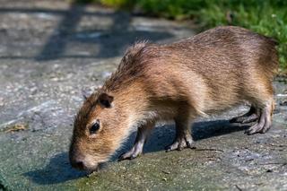 Łódzkie zoo szuka imion dla dwóch kapibarek. Trwa głosowanie!