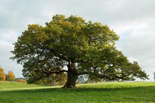 Magiczne drzewo Słowian. Noś jego owoce przy sobie, działają jak talizman