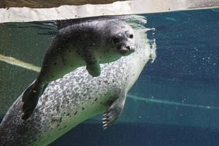 We wrocławskim zoo urodziły się dwie foki pospolite