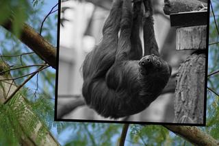 Zmarł najstarszy leniwiec świata. Kilkadziesiąt lat spędził pod opieką człowieka