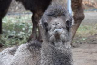 Galia - nowy wielbłąd w poznańskim ZOO