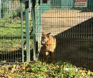 Przygotowania do nadchodzącej zimy. Odwiedziliśmy olsztyńskie Schronisko dla zwierząt [ZDJĘCIA]