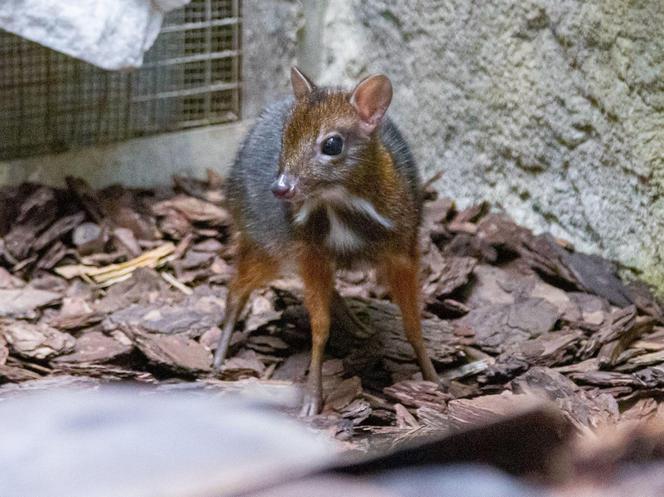 W Warszawskim ZOO urodził się myszojeleń