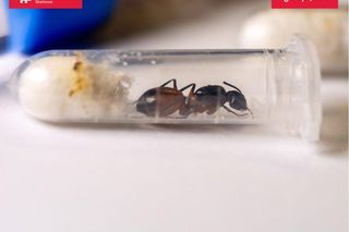 Mrówki ukryte w zabawkach