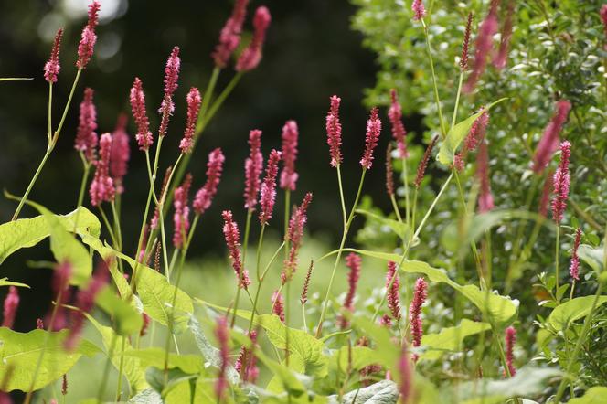 Rdest wężownik (Polygonum bistorta)