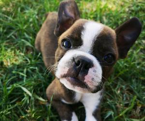 Boston Terrier