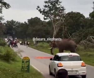 Turysta chciał selfie ze słoniem. Gorzko tego pożałował