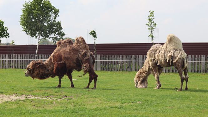 Pomysł na wycieczkę niedaleko Lublina? Zoo w Wojciechowie to idealny kierunek!