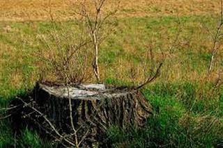 1200 drzew znikło w Białogardzie