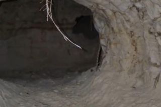 Tak wygląda nora wilków od środka! Na wyjątkowym filmie widać cały kompleks korytarzy i jam