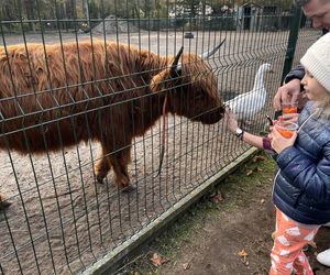 Zagroda 3 siostry w Kamieniu przyciągnęła całe rodziny w ciepły jesienny weekend ZDJĘCIA