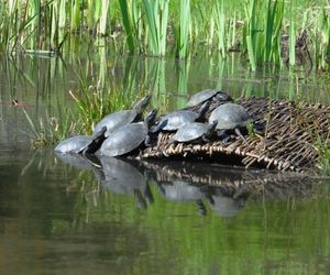 Turyści znów podrzucają żółwie do podkarpackiego arboretum. Władze parku apelują!