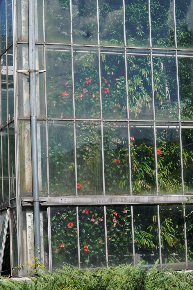 Palmiarnia Poznańska przed przebudową