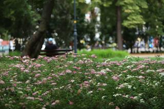 Rewitalizacja plantów w Kaliszu