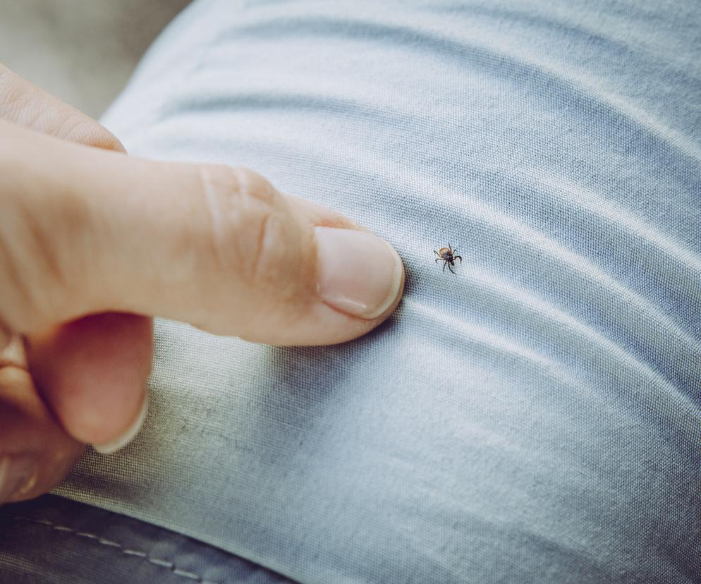 Kleszcz na spodniach