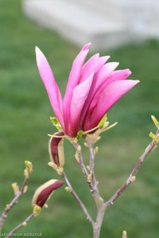 Magnolia - gleba kwaśna