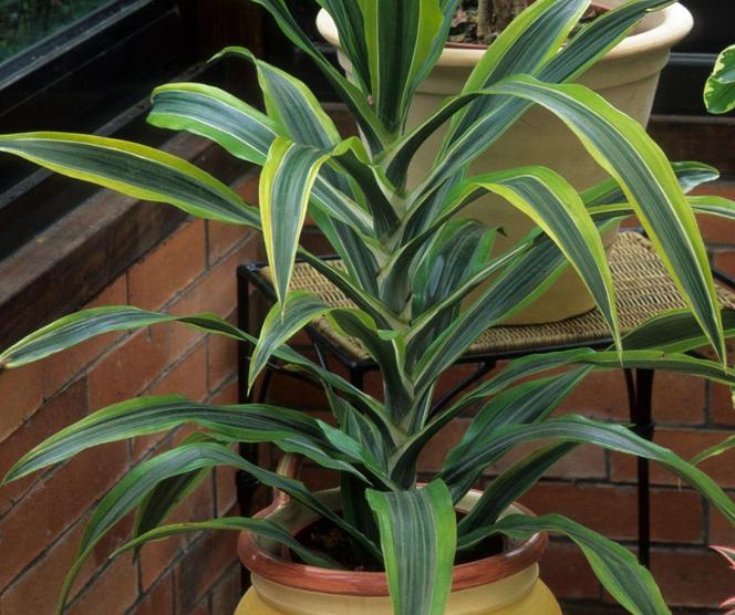 Dracena