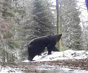 Bieszczady. Niedźwiedź przebiegł przed samochodem leśniczego