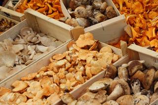 Ceny grzybów jesienią. Tyle kosztują borowiki, rydze, podgrzybki i kurki w październiku