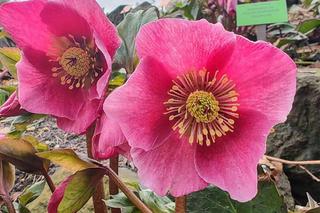 Pierwsze oznaki wiosny we Wrocławiu. Ogród Botaniczny pełen przebiśniegów i krokusów