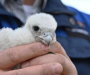 Znamy płeć gdyńskich sokołów. Jak wyglądało obrączkowanie?