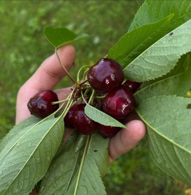 Czereśnie na farmie Jabusko w Świętokrzyskiem
