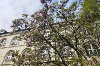 magnolie na KUL-u