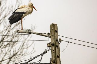Koniec bocianich wakacji! Ornek pędził do Polski, aby uwić gniazdko dla ukochanej