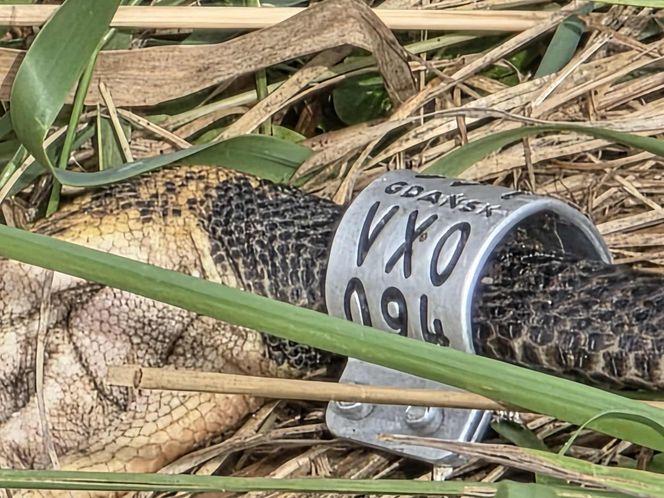 Żywioł nie oszczędził nawet bocianów. Nawałnica zabiła całą rodzinę