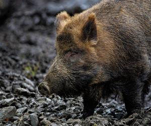 Kilkadziesiąt dzików w powiecie starachowickim zostanie odstrzelonych