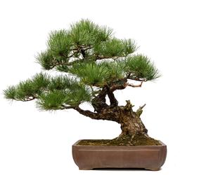 Tak japońscy mistrzowie tworzą bonsai. Potrzebny będzie zwykły iglak i dużo cierpliwości