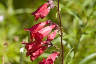 Penstemon